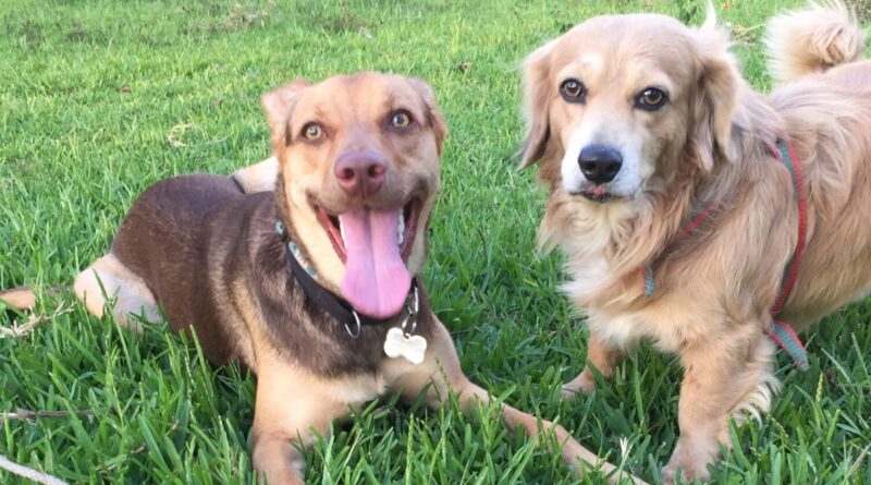 Los cachorros llegan a casa llenos de energía y curiosidad, pero también necesitan aprender reglas básicas para convivir en armonía. La obediencia temprana no solo facilita el día a día de la familia, sino que también ayuda al perro a crecer seguro, disciplinado y feliz